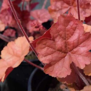 Heuchera 'Apricot' ® ---